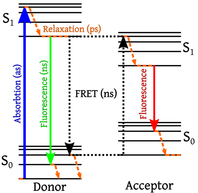 Fluorescence Resonance Energy Transfer (FRET) Principles