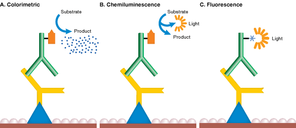 western blot vs elisa equine lyme