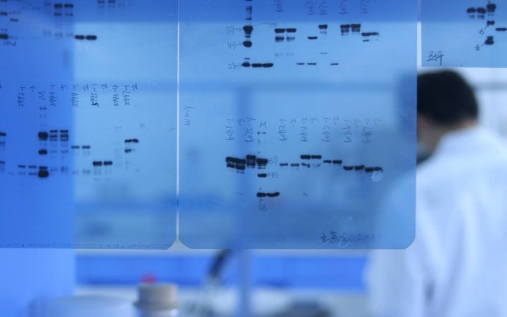 troubleshooting western blot